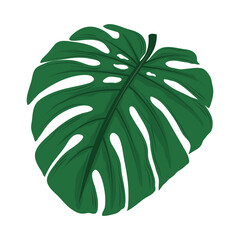 tropical leaf palm
