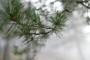 Pine needles with water droplets fog as bacground