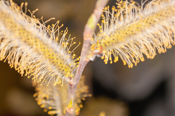 Blooming twig of yellow and fluffy willow.