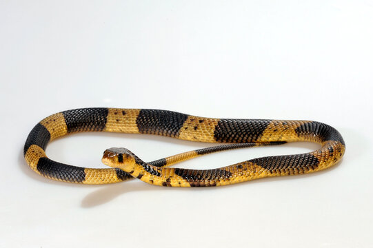 Gebänderte Kobra // Snouted cobra, Banded Egyptian cobra (Naja annulifera)