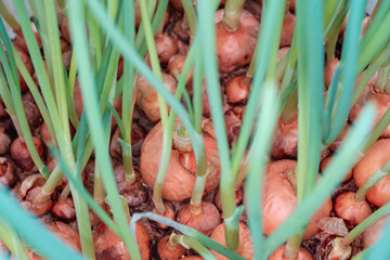Green onions grow from the bulbs.
