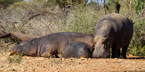 Hippo family resting in the sun