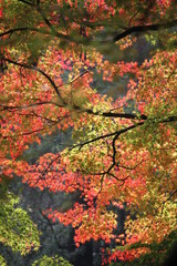 広島県、三瀧寺の紅葉。赤と緑と黄色のグラデーションがみごと。