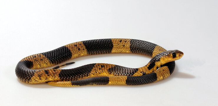 Gebänderte Kobra // Snouted cobra, Banded Egyptian cobra (Naja annulifera)