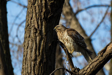 Nesting red shouldered hawk (Buteo lineatus) 
