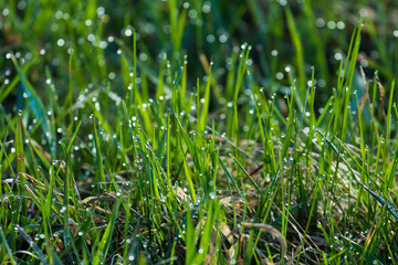 Abstract fresh background with dew and grass