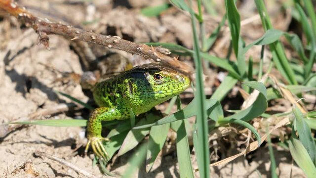 Eine Zauneidechse (Lacerta agilis) sitz ruhig auf dem Waldboden als Nahaufnahme