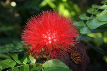 Rote blühende Pflanze Australien Flora