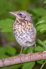A fieldfare chick, Turdus pilaris, has left the nest and is sitting on a branch. A chick of...