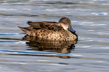 Grey Teal in New Zealand