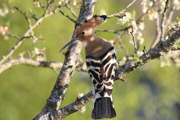 Huppe fasciée - 2021 04 21 0839 - 2074 © JF Gazeilles