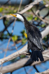 Little Pied Shag Cormorant in New Zealand