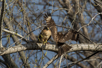 Obraz premium tree swallow (Tachycineta bicolor) in spring
