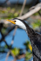 Little Pied Shag Cormorant in New Zealand