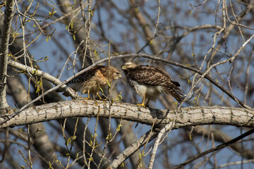  tree swallow (Tachycineta bicolor) in spring