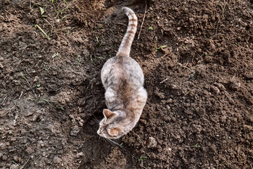Young gray striped cat walks on the ground in the vegetable garden. Household pet. Beutiful kitten...