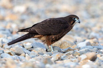 Immature Kārearea New Zealand Falcon