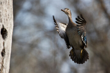 wood ducks in spring