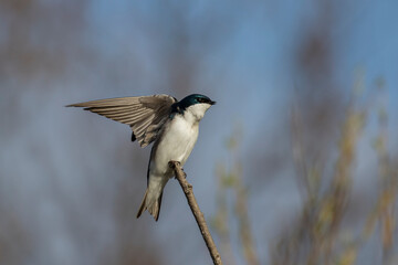  tree swallow (Tachycineta bicolor) in spring