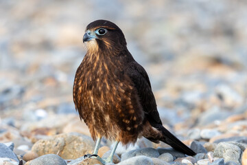 Immature Kārearea New Zealand Falcon