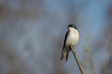  tree swallow (Tachycineta bicolor) in spring