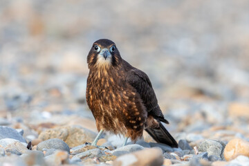 Immature Kārearea New Zealand Falcon