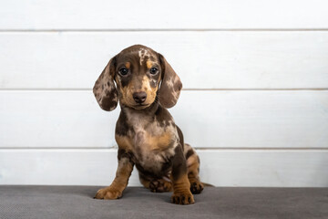 Dachshunds. Puppy dog. Portrait of cute little dachshund sitting at home background. Beautiful puppy brown dog with sad eyes. Marble dots color on brown suit skin.