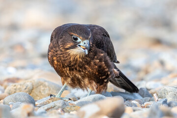 Immature Kārearea New Zealand Falcon