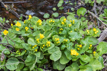 Caltha palustris, known as marsh-marigold and kingcup