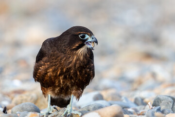Immature Kārearea New Zealand Falcon