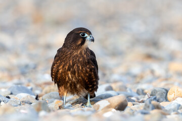 Immature Kārearea New Zealand Falcon