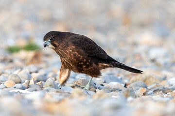 Immature Kārearea New Zealand Falcon