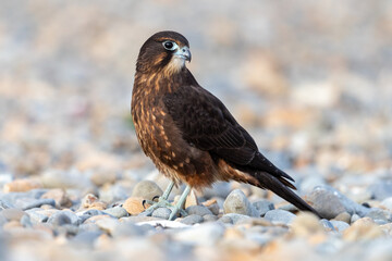 Immature Kārearea New Zealand Falcon