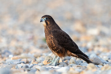 Immature Kārearea New Zealand Falcon