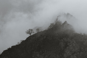 Paisaje de nieblas en blanco y negro con un primer plano de un árbol solitario en una colina rocosa de los Picos de Europa