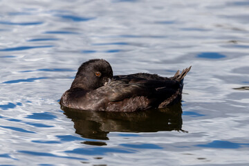 New Zealand Scaup