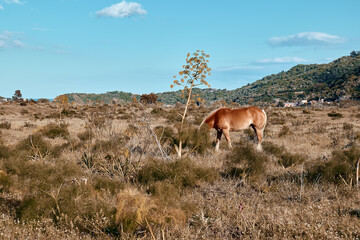 Brown horse grazes in a field with dry grass. Portrait of mare in mountain landscape near sunset.