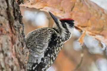 yellow-bellied sapsucker (Sphyrapicus varius) in spring