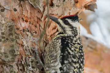 yellow-bellied sapsucker (Sphyrapicus varius) in spring