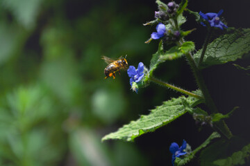 Abeja en pleno vuelo cargada de polen mientras poliniza la flor azul de la borraja con un fondo desenfocado de luces verdes