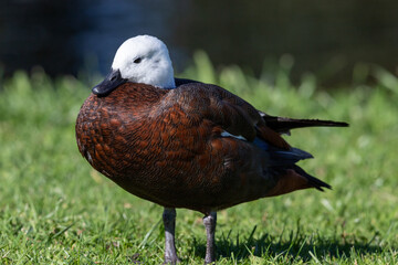 Paradise Shelduck in New Zealand