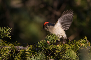 Male  ruby-crowned kinglet (Regulus calendula)