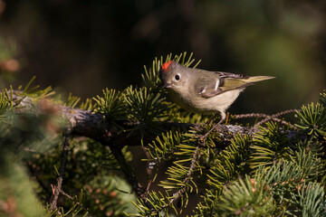 Male  ruby-crowned kinglet (Regulus calendula)