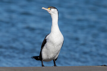 Pied Shag Cormorant in New Zealand