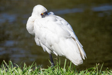 Royal Spoonbill in New Zealand