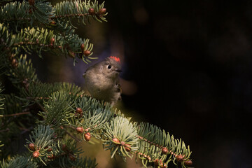 Male  ruby-crowned kinglet (Regulus calendula)