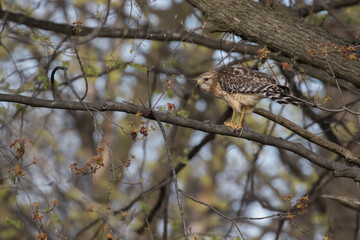 red shouldered hawk (Buteo lineatus) with prey - brown snake or De Kay's snake