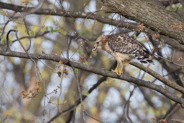red shouldered hawk (Buteo lineatus) with prey - brown snake or De Kay's snake