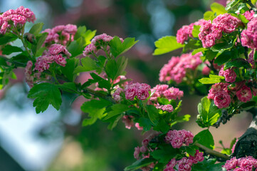 Crataegus laevigata cultivar pauls scarlet bright pink flowering tree, group of beautiful springtime flowers in bloom