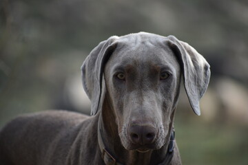 portrait of a dog